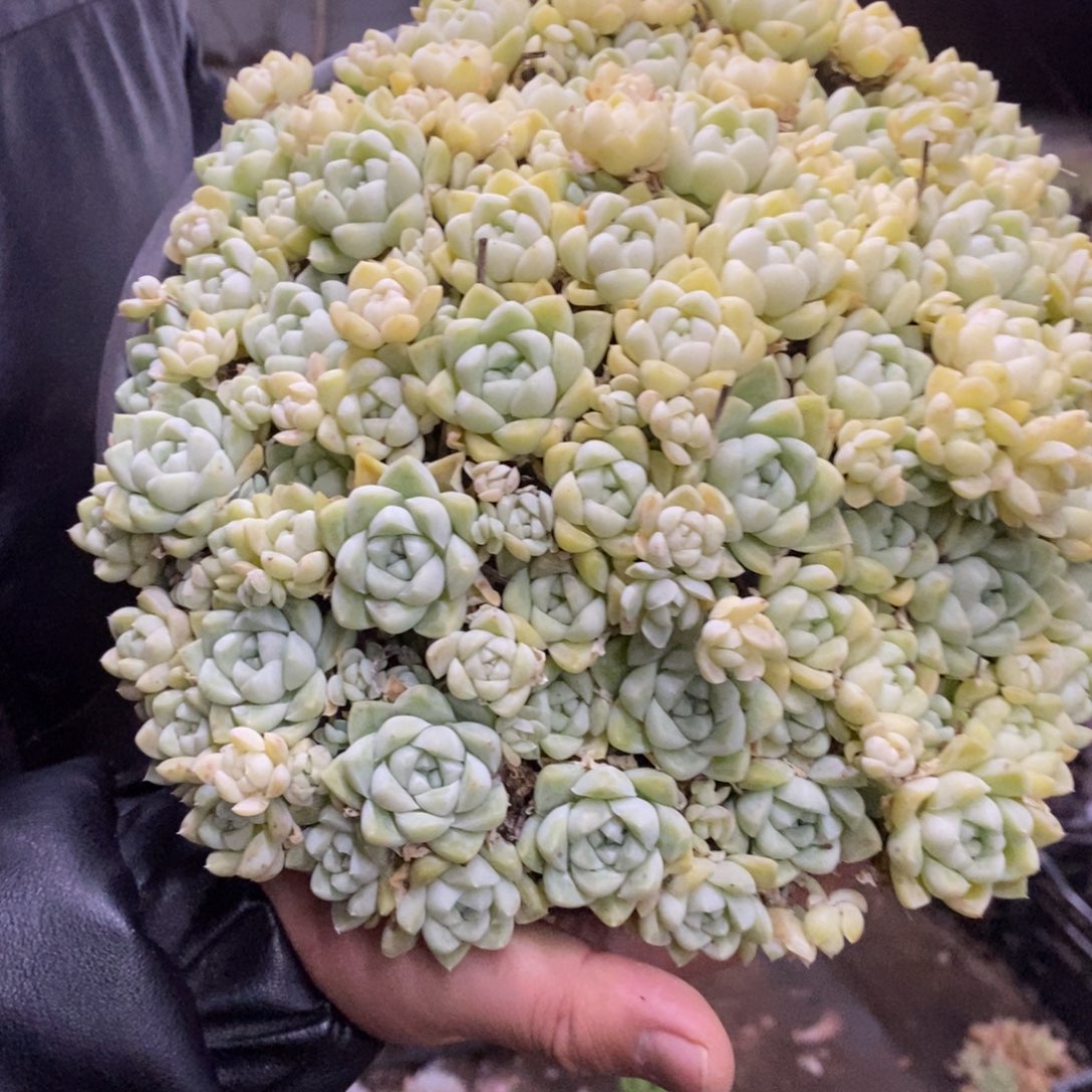 厚叶月影大盆整桩带盆土