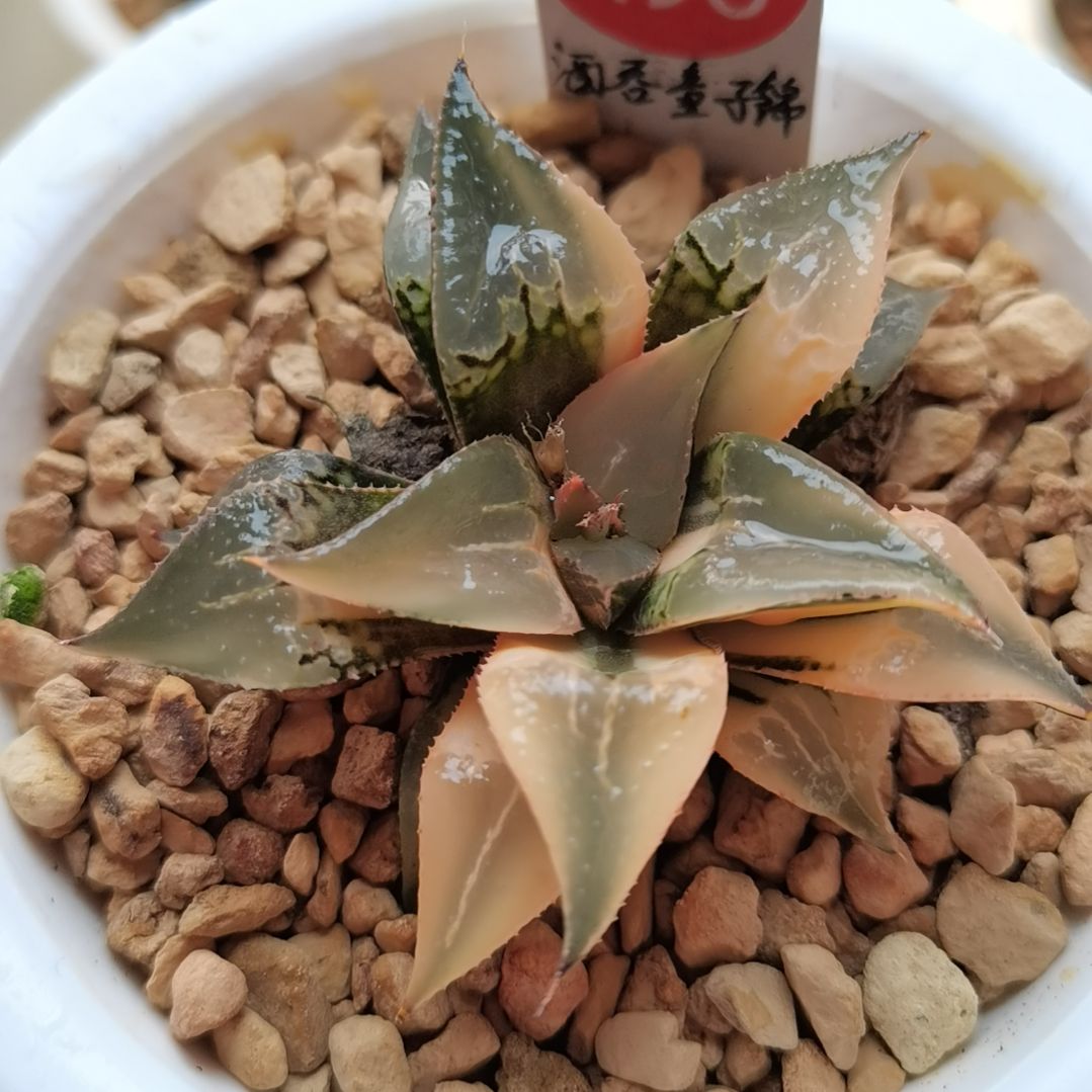 498号酒吞童子锦一物一拍带盆土发货