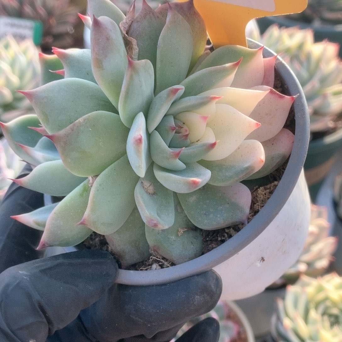 192锦锦锦锦锦锦
