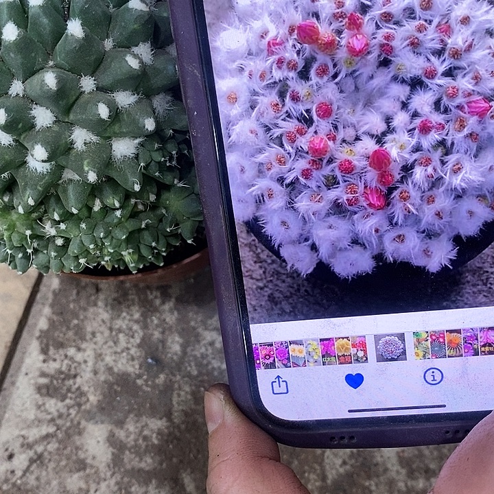 雪糕仙人球，2578900