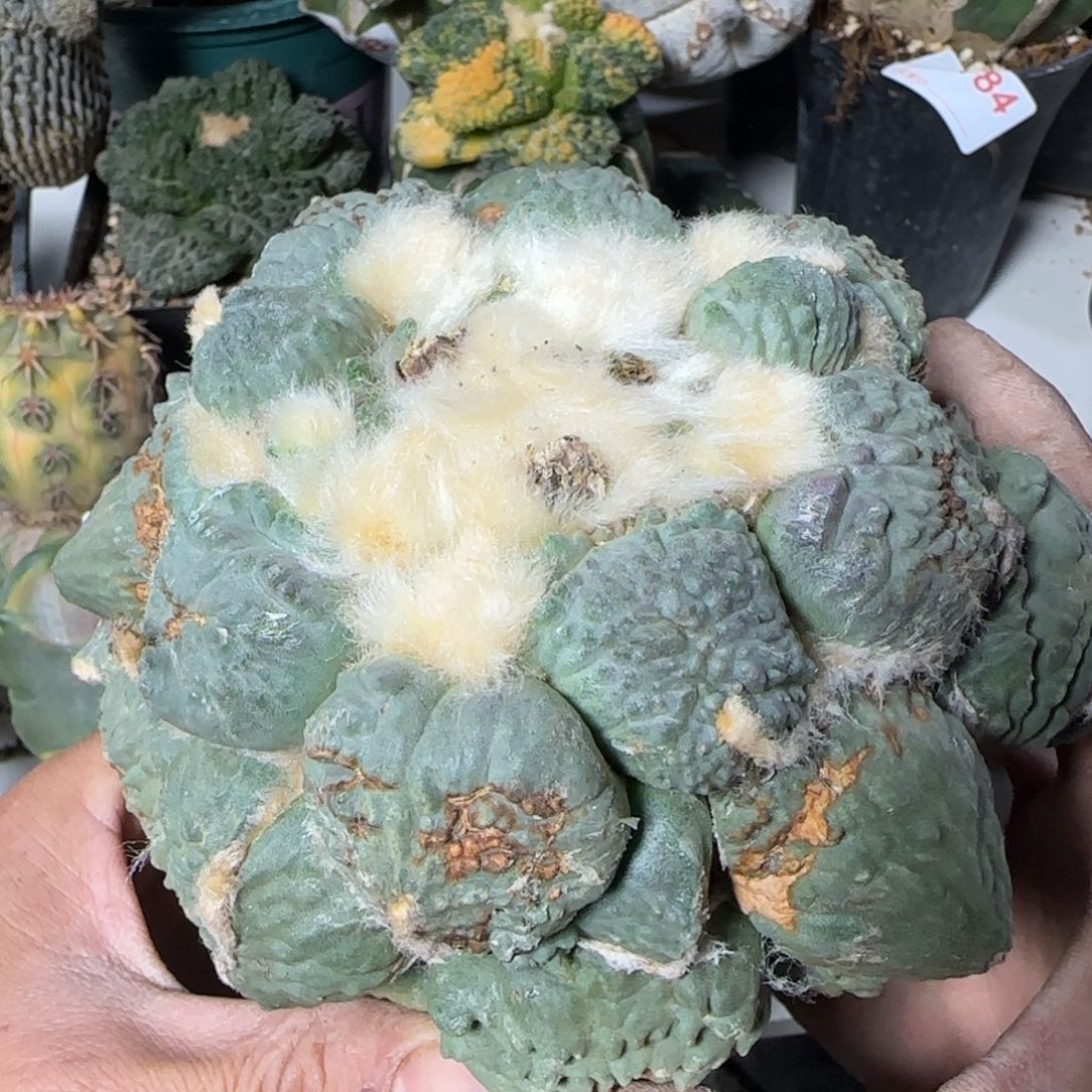 【闪购商品】13厘米蛋怒母本888