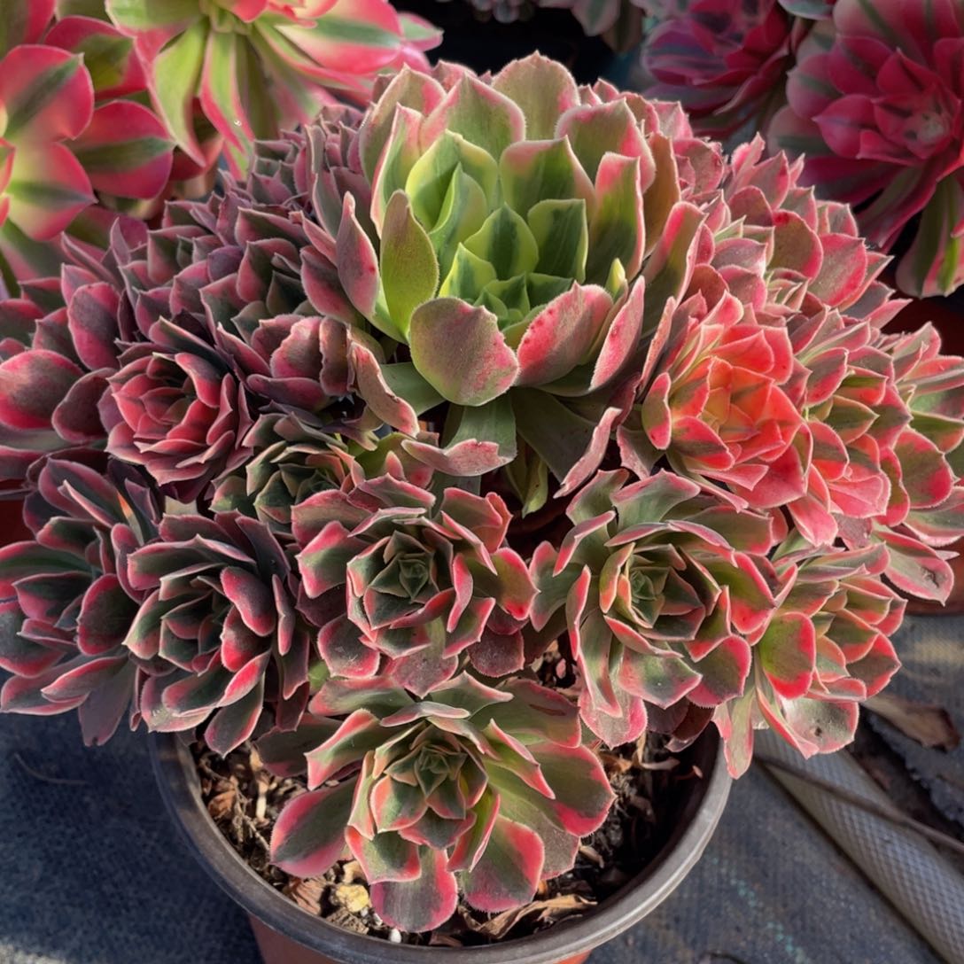 118红粉佳人精品法师老桩