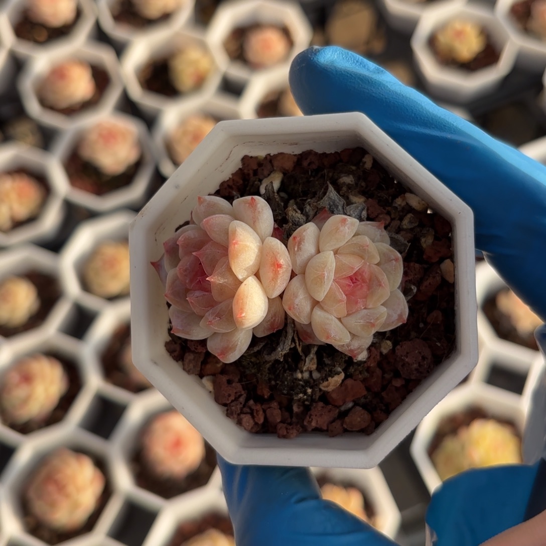 15号发货杂交糖心