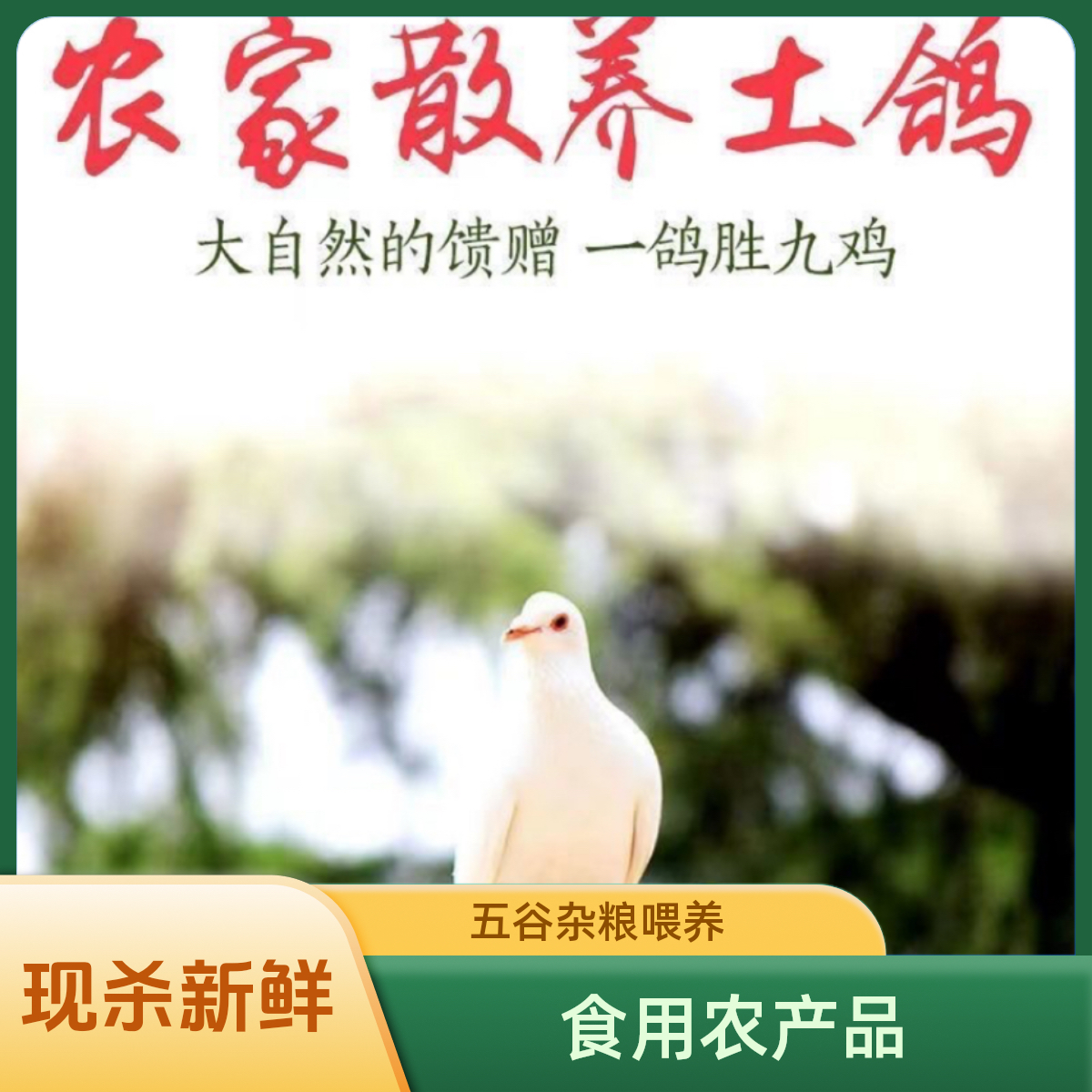 冶山农家青年土鸽飞鸽五谷杂粮喂养2只现杀