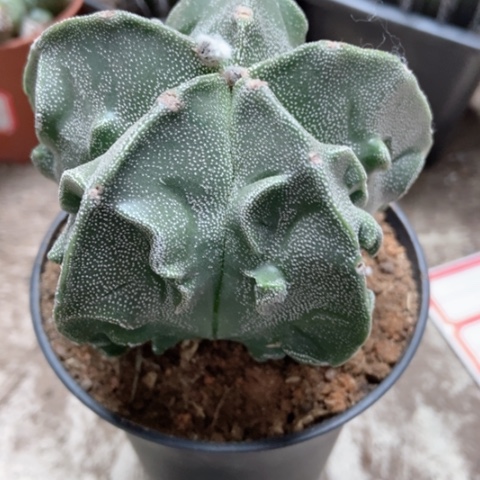 核桃五角仙人球25米