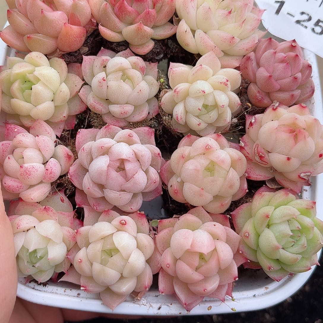 1-25 新疆西藏内蒙不发12.8包邮2-3公分多肉