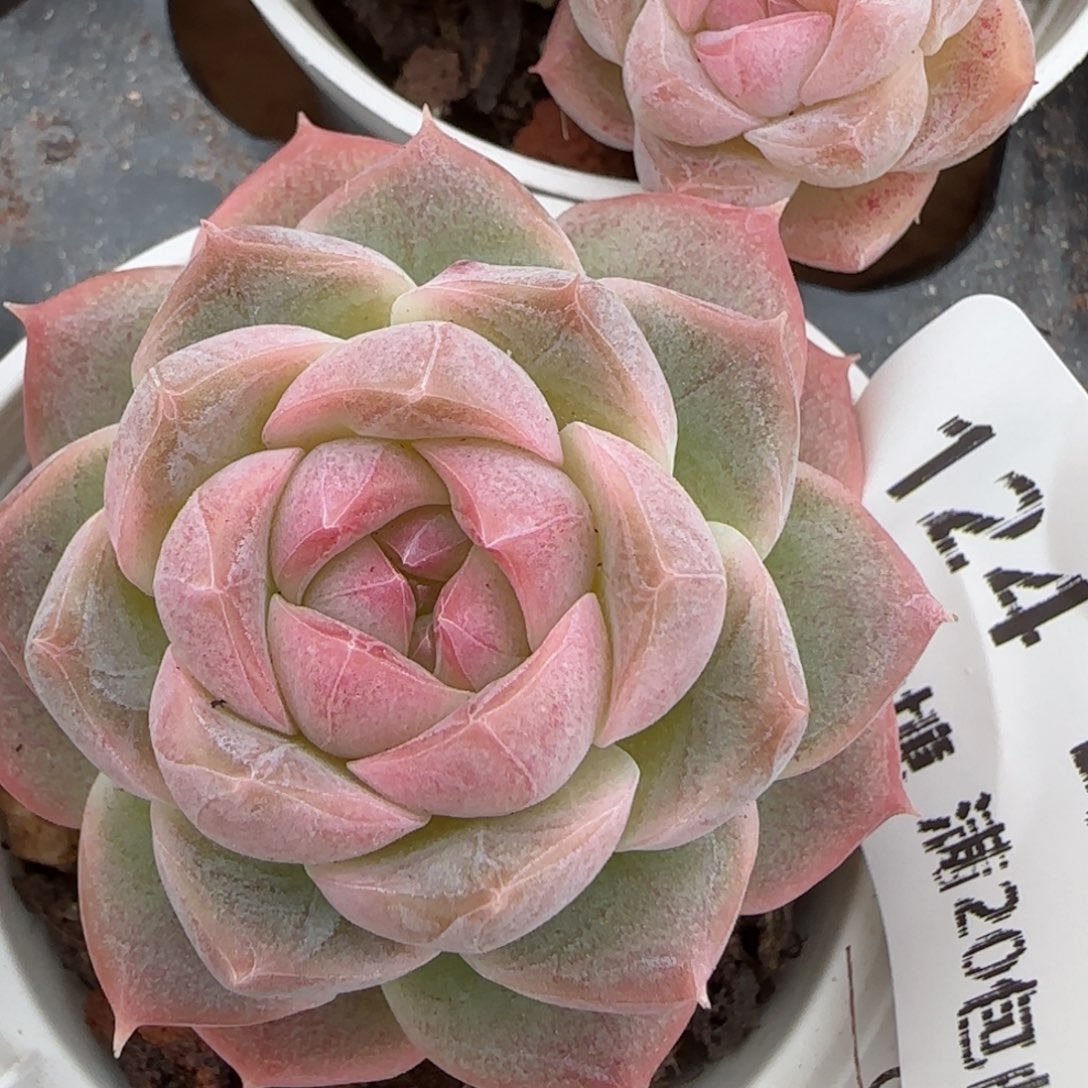 花语逸境0204-124