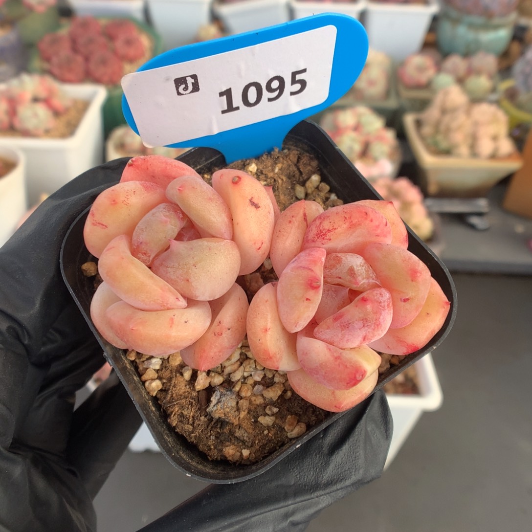 1095 珍妮石化多肉
