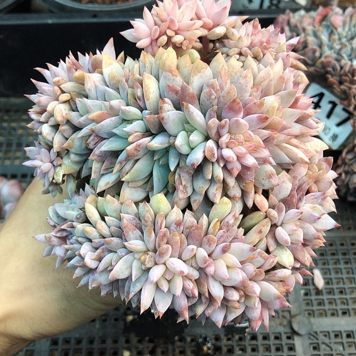 星影石榴籽福利出咯 437