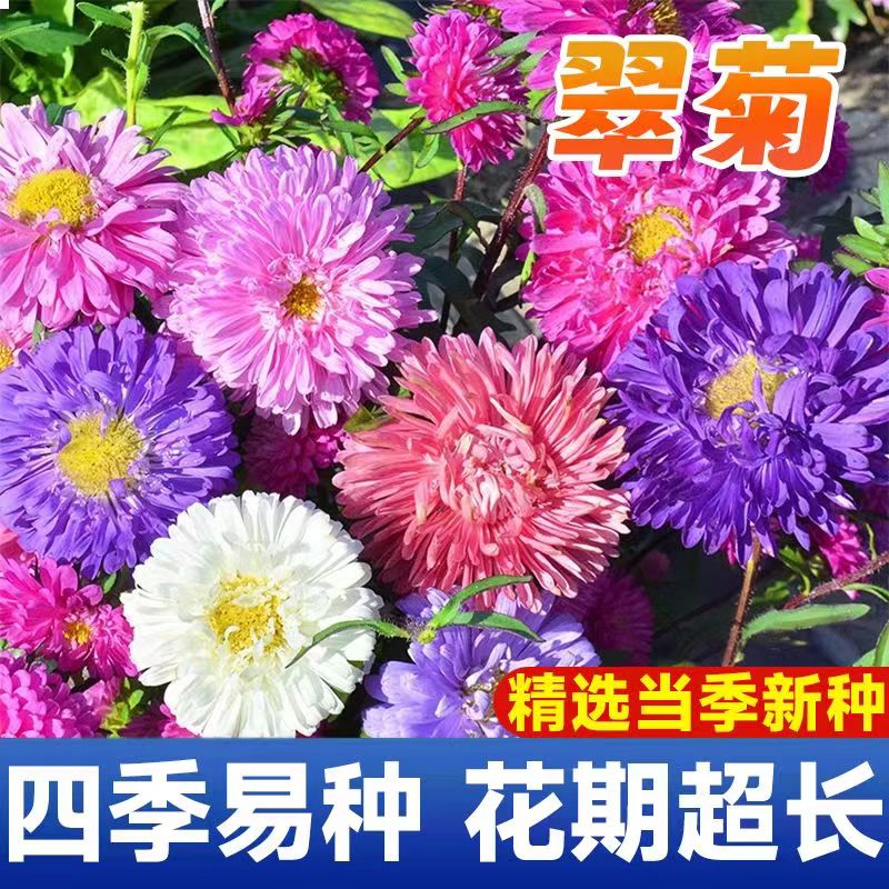 矮杆翠菊种子开花不断阳台庭院盆栽易活花草花卉种籽四季菊花种籽