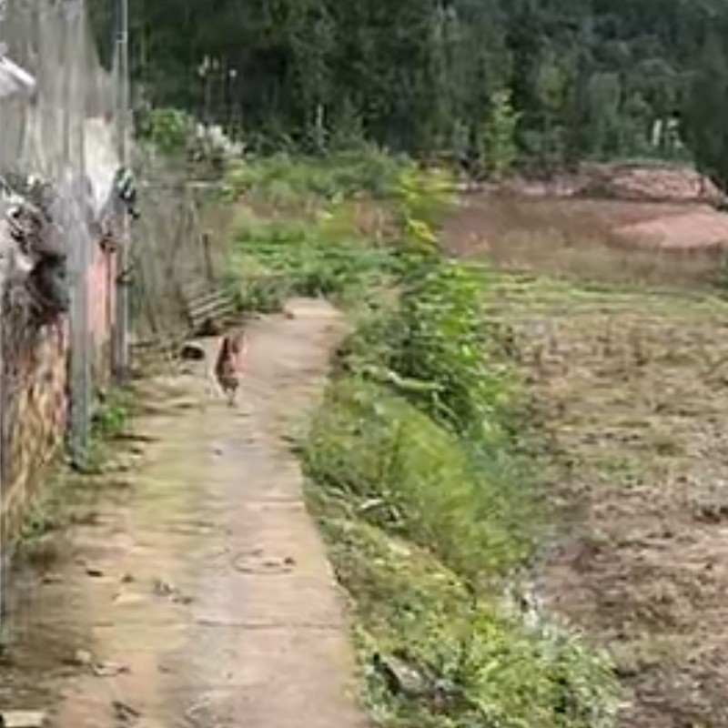 四川农村散养粮食鸡