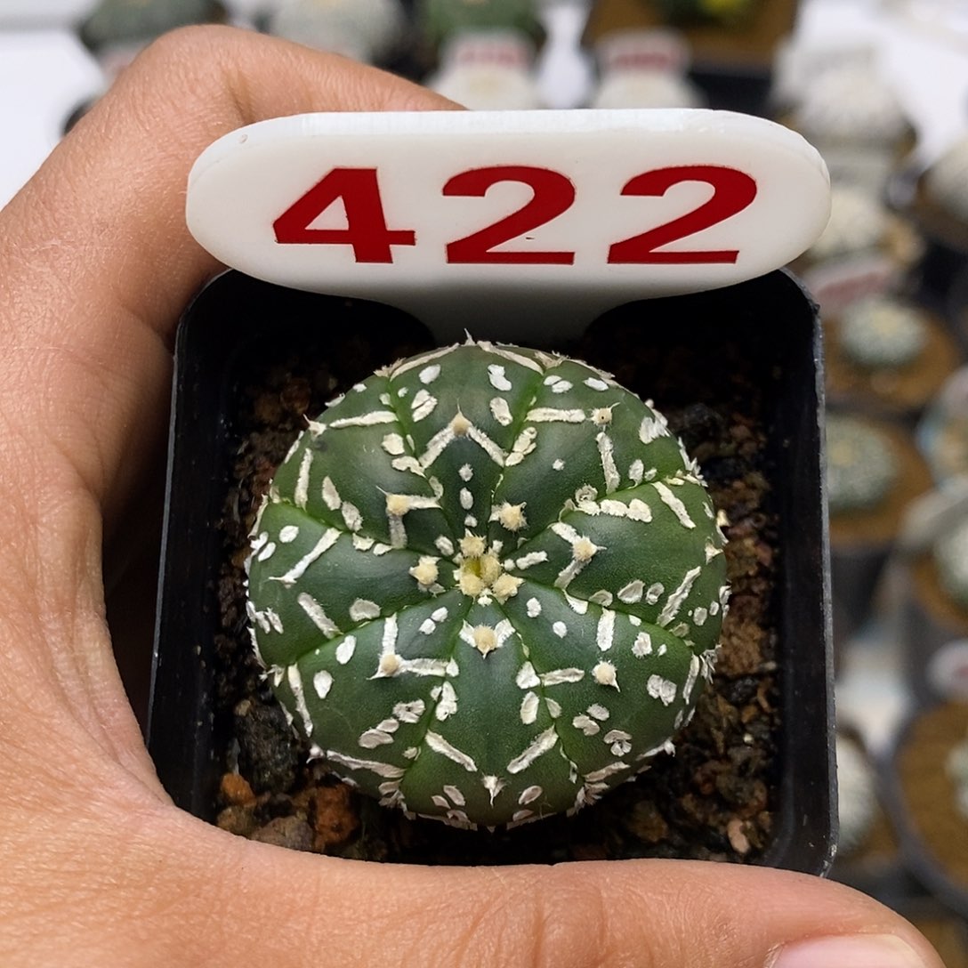 422福利特价来了哦