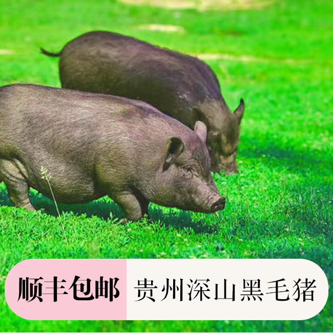 【现称贵州土黑猪】贵州原生态半散养黑土猪（顺丰冷链包邮到家）