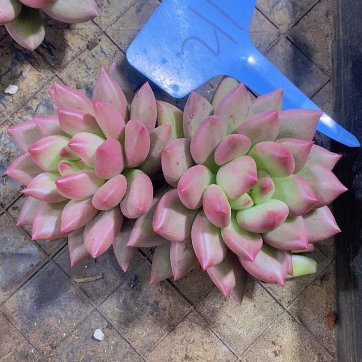 你不去上班就好的呀