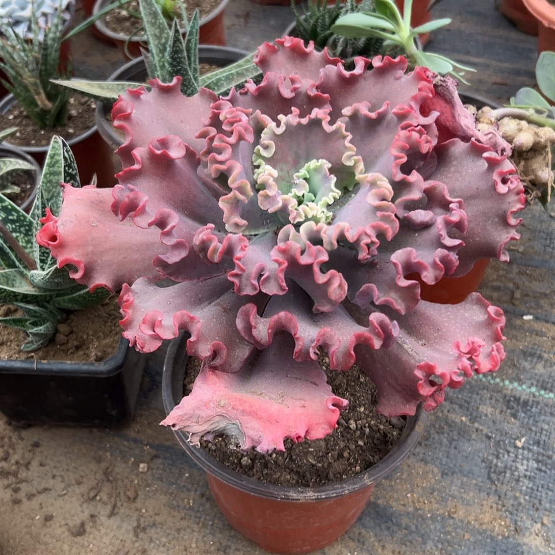 多肉植物女王花笠