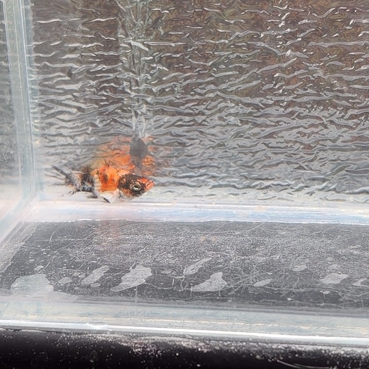 孔雀鱼玛丽鱼一条崽