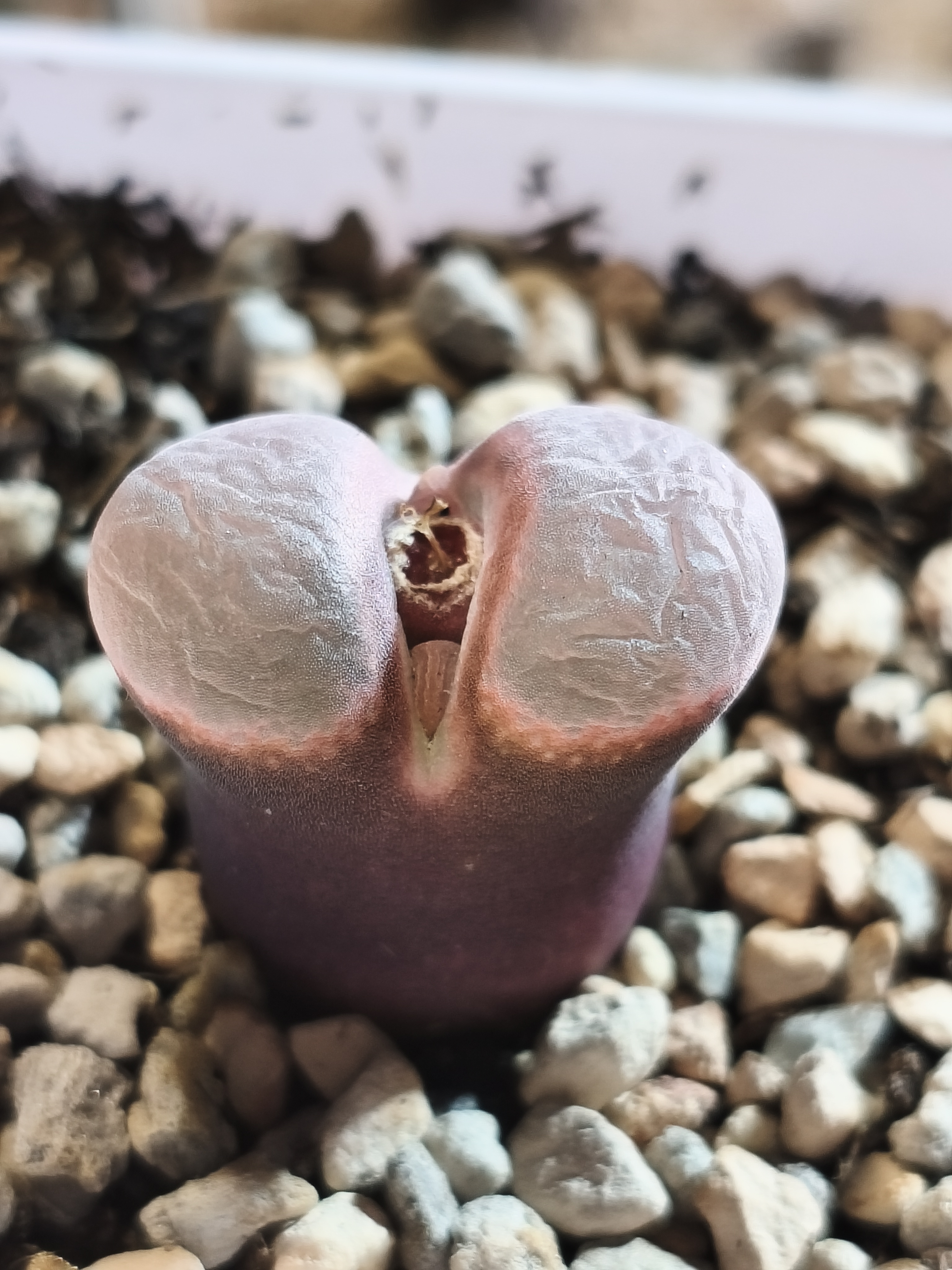 翻窗风铃 超好看