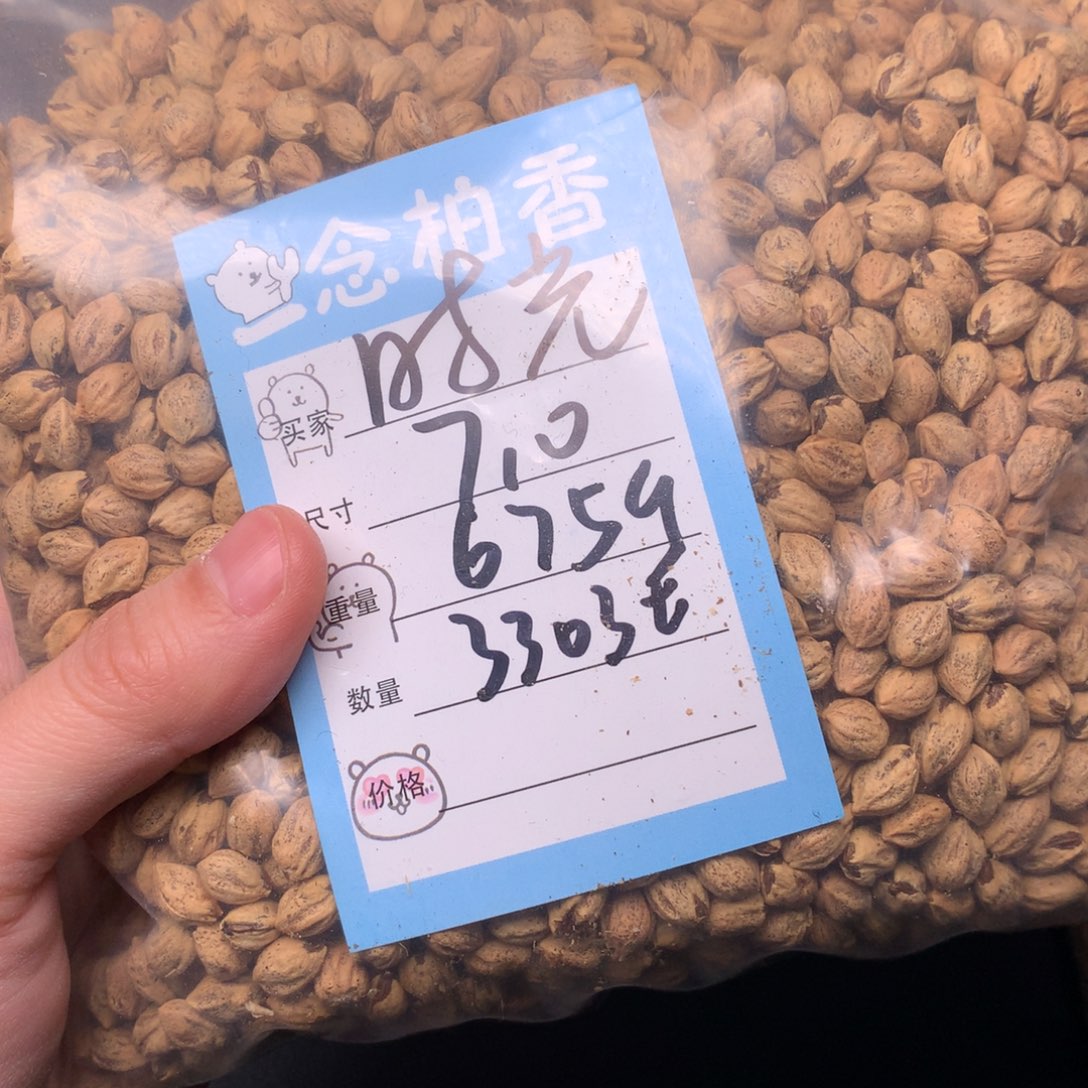 时***待柏香籽/百香籽吊坠