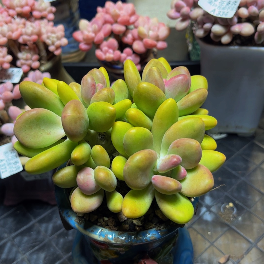 324芒果奶13厘米多肉