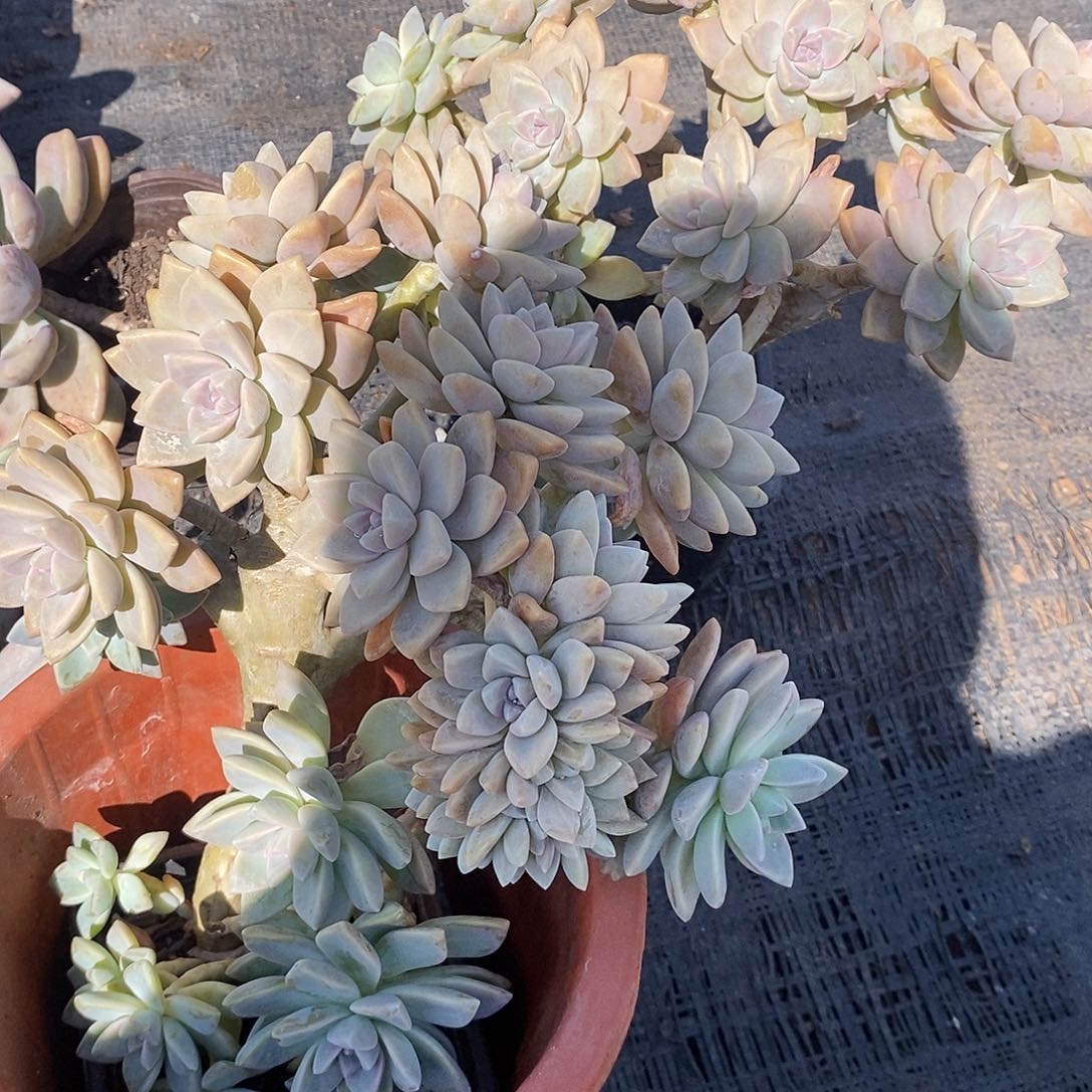 *****淡雪缀化2颗多肉植物