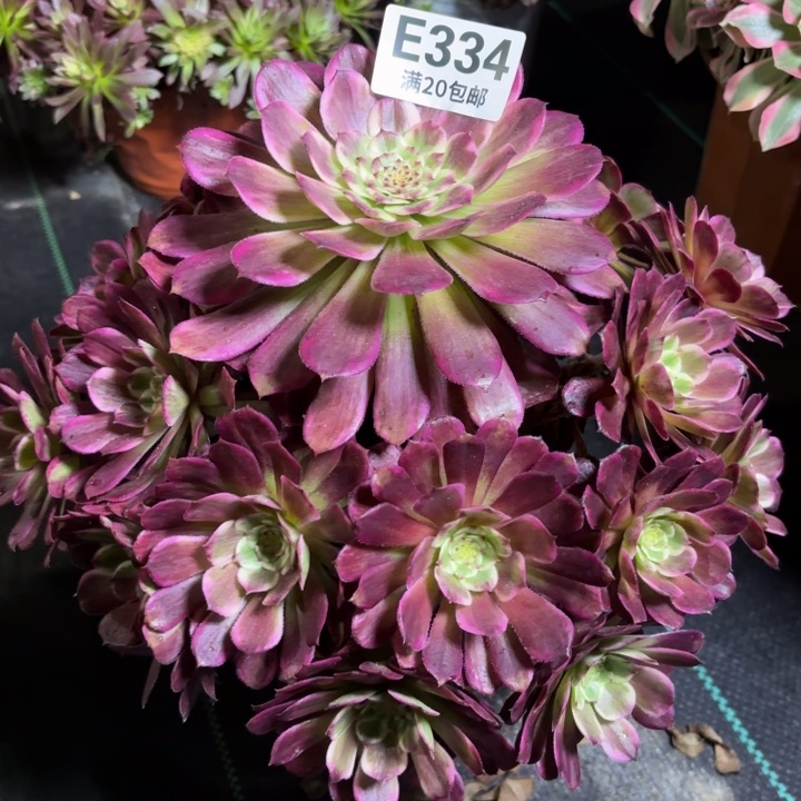 瑞妈一物一拍334