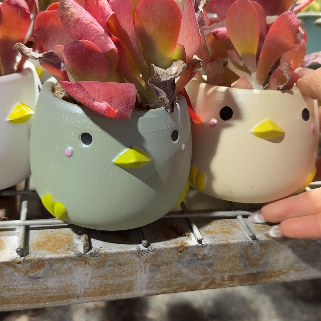 L***·两个小鸡多肉植物