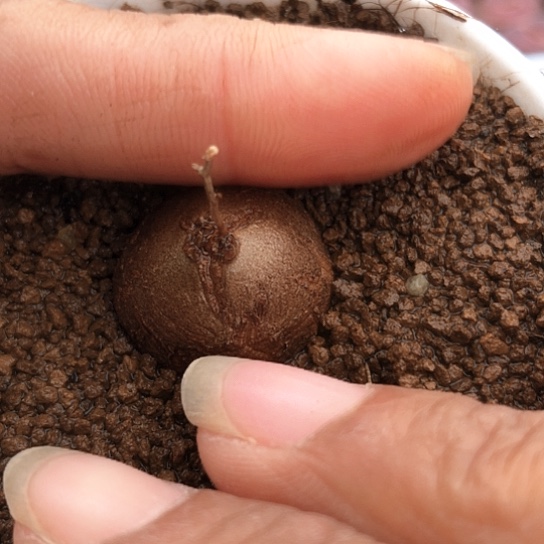 2007，2.1厘米龟甲龙