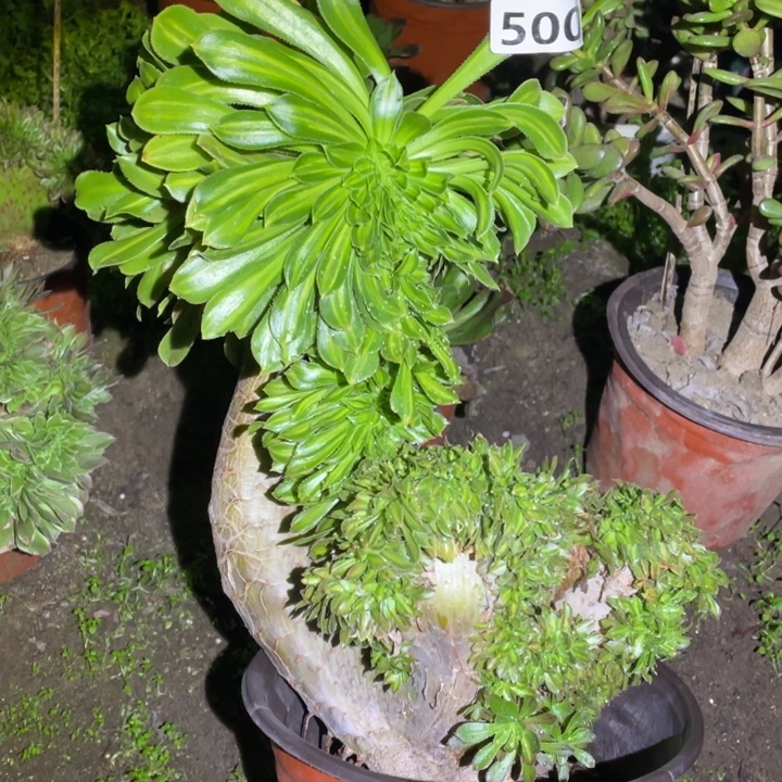 500号碧螺春缀34厘米高