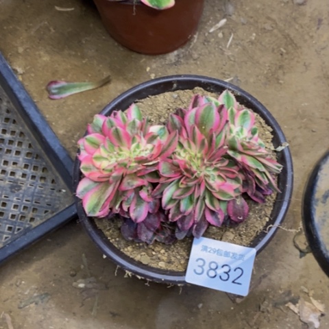 荔枝多肉植物3832