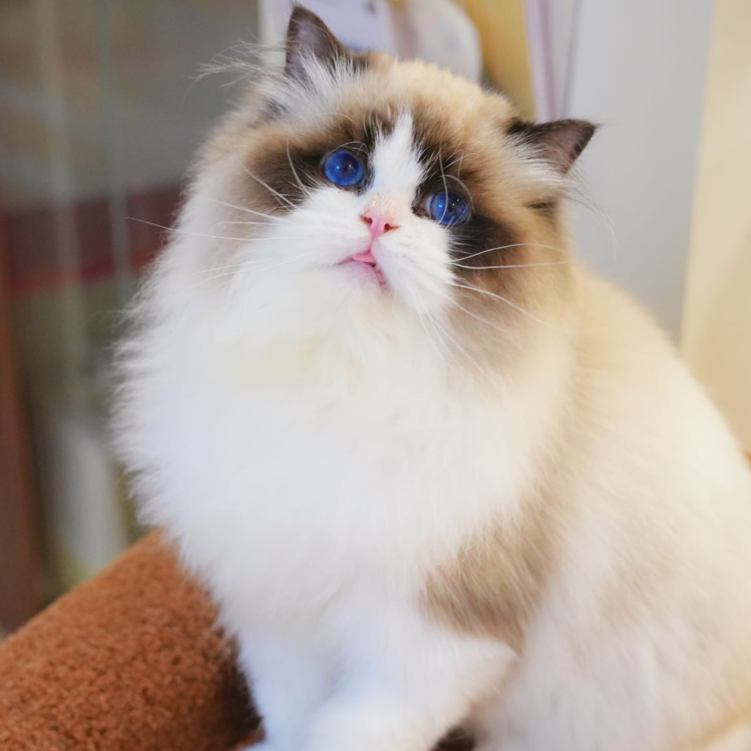 【海双布偶弟弟-六六】宠物活体猫咪布偶猫