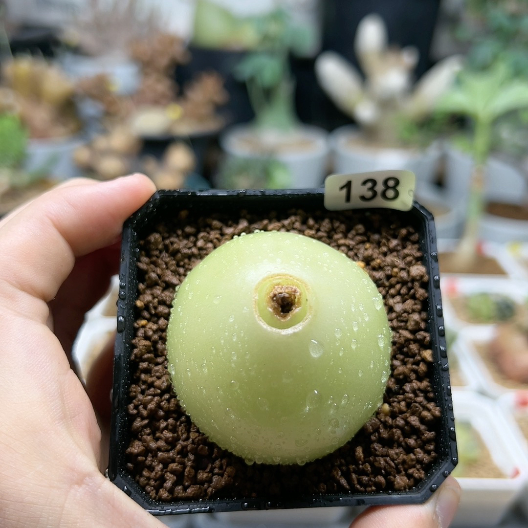 大苍角殿多肉脱土4.6cm