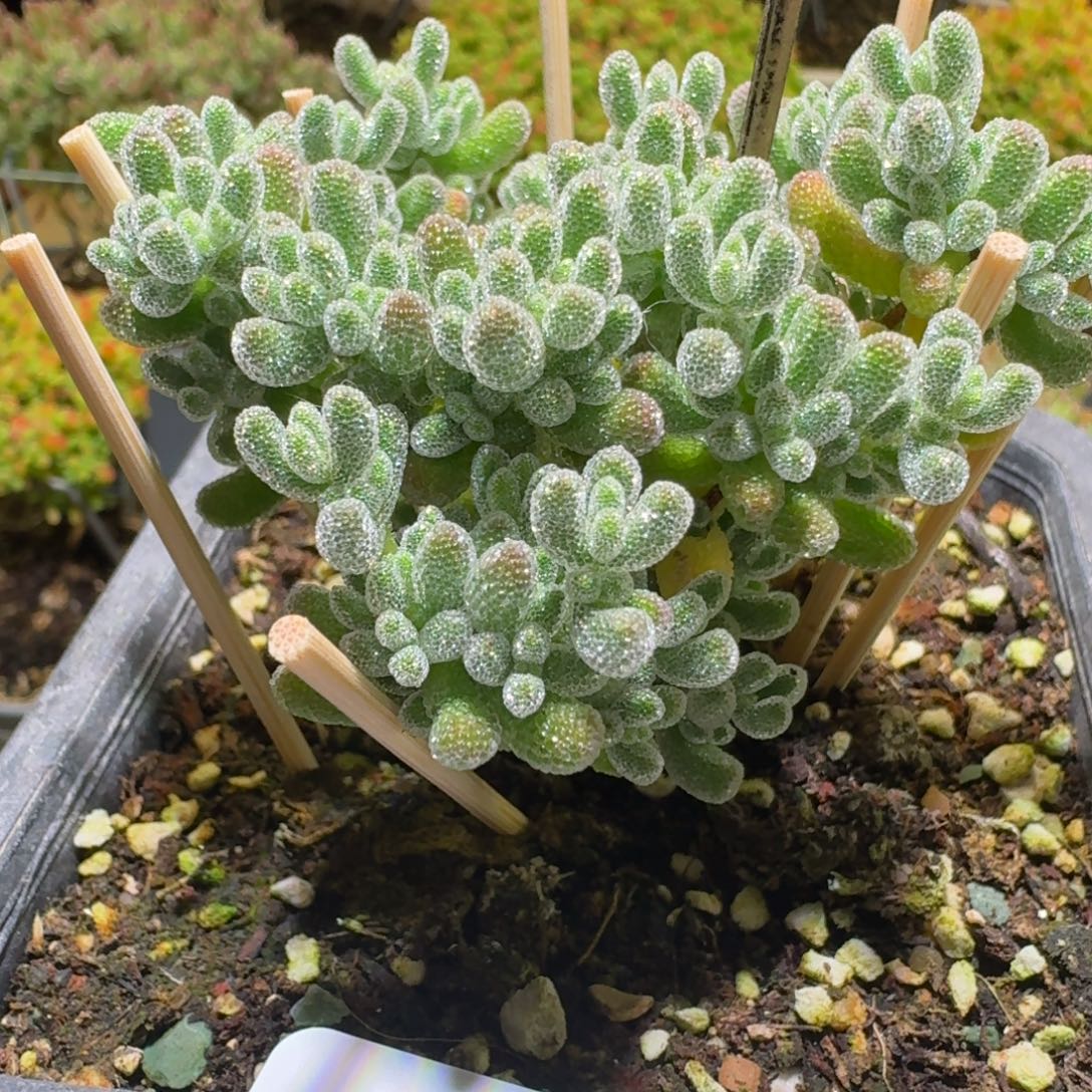 冰晶枝干番杏544直腿