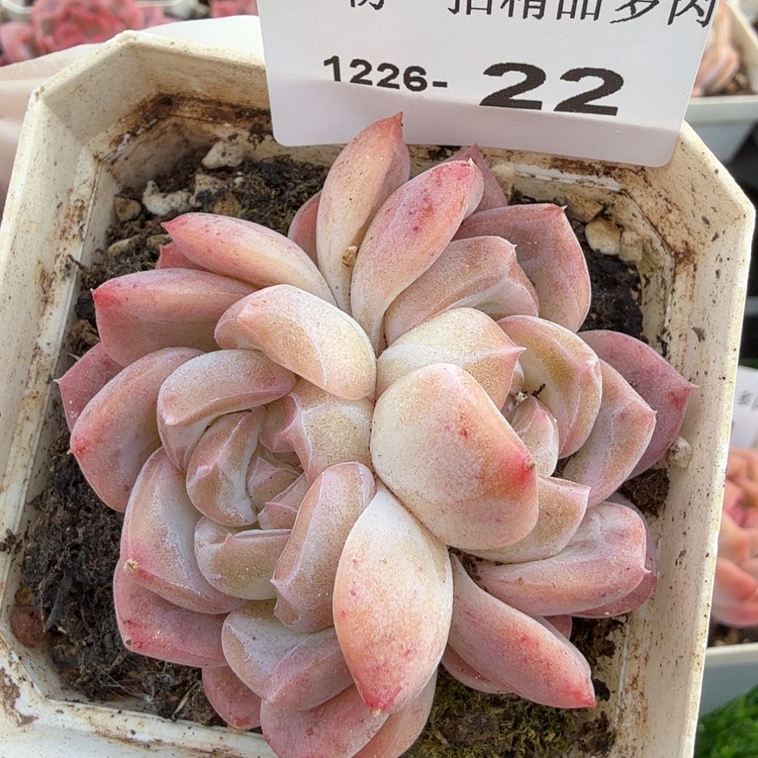 1226-22多肉一物一拍