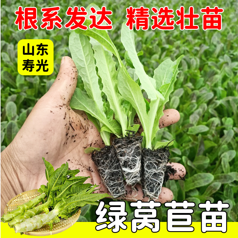 莴苣苗红皮莴苣青皮青肉莴笋苗