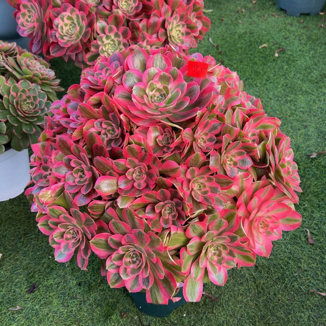 ?***?1501炖肉植物发货初恋