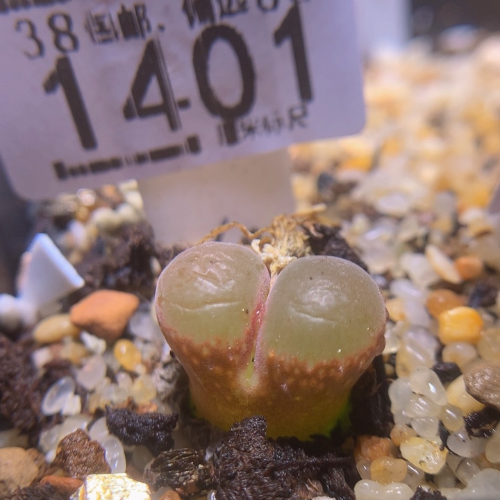 Sss精品生石花1401