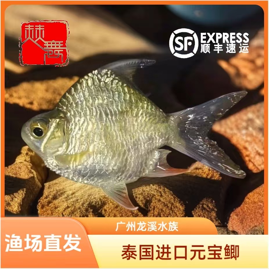 赫舞甄选  泰国鲫进口0号鲫鱼零号元宝鲫鱼龙虎魟高端中层搭配鱼