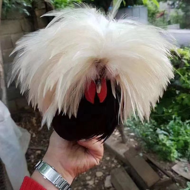 波兰鸡科钦球鸡帽子鸡肉质鲜美柔嫩多汁流油走地鸡农家散养白球鸡