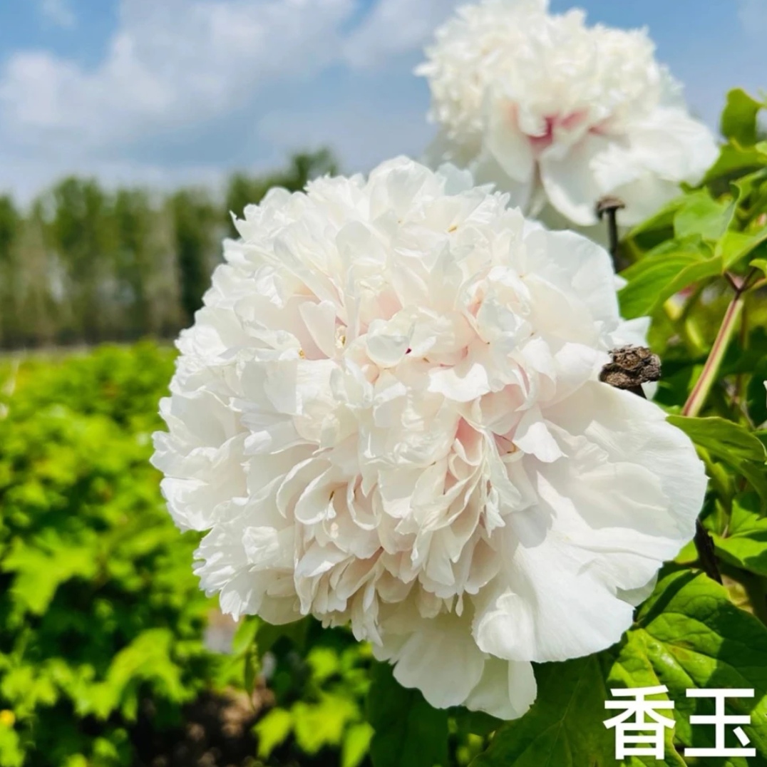 [香玉] 牡丹丛生苗 庭院盆栽地栽
