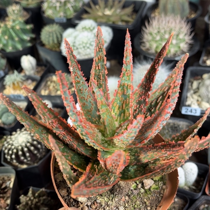 圣诞芦荟一物一拍自根