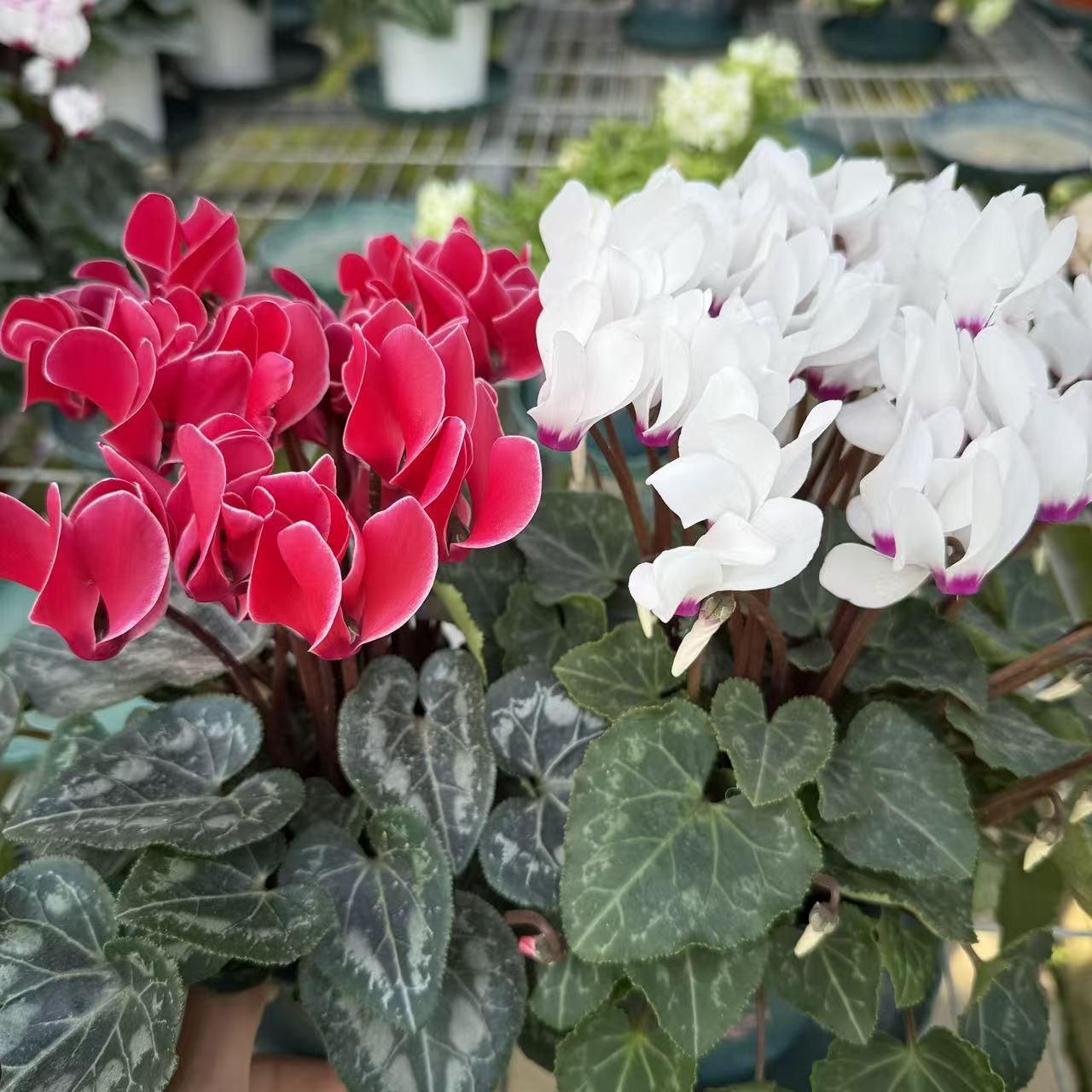 【若兰白+美帝丝深粉色】小盆仙客来 花量大丰富年宵花