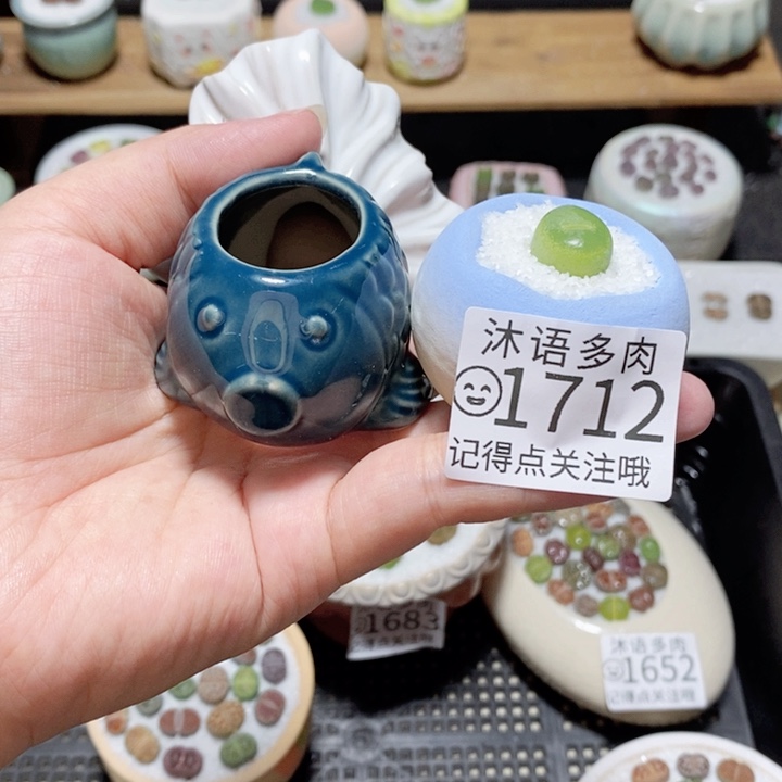 泰***欥精美盆栽 一物一拍1712