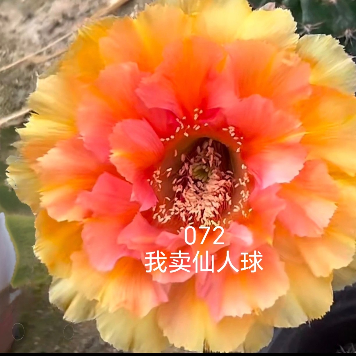 彩草072侧芽歪  满28包邮非偏远