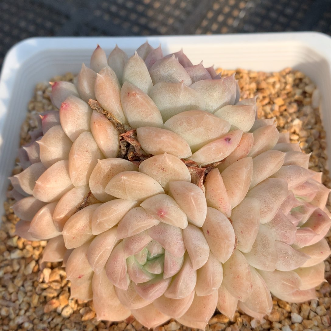 0310-27 麦杆优选