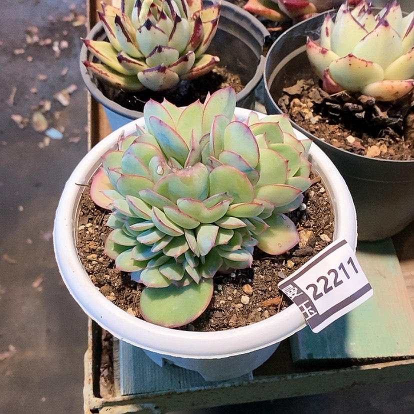 【闪购商品】牡丹亭缀22211