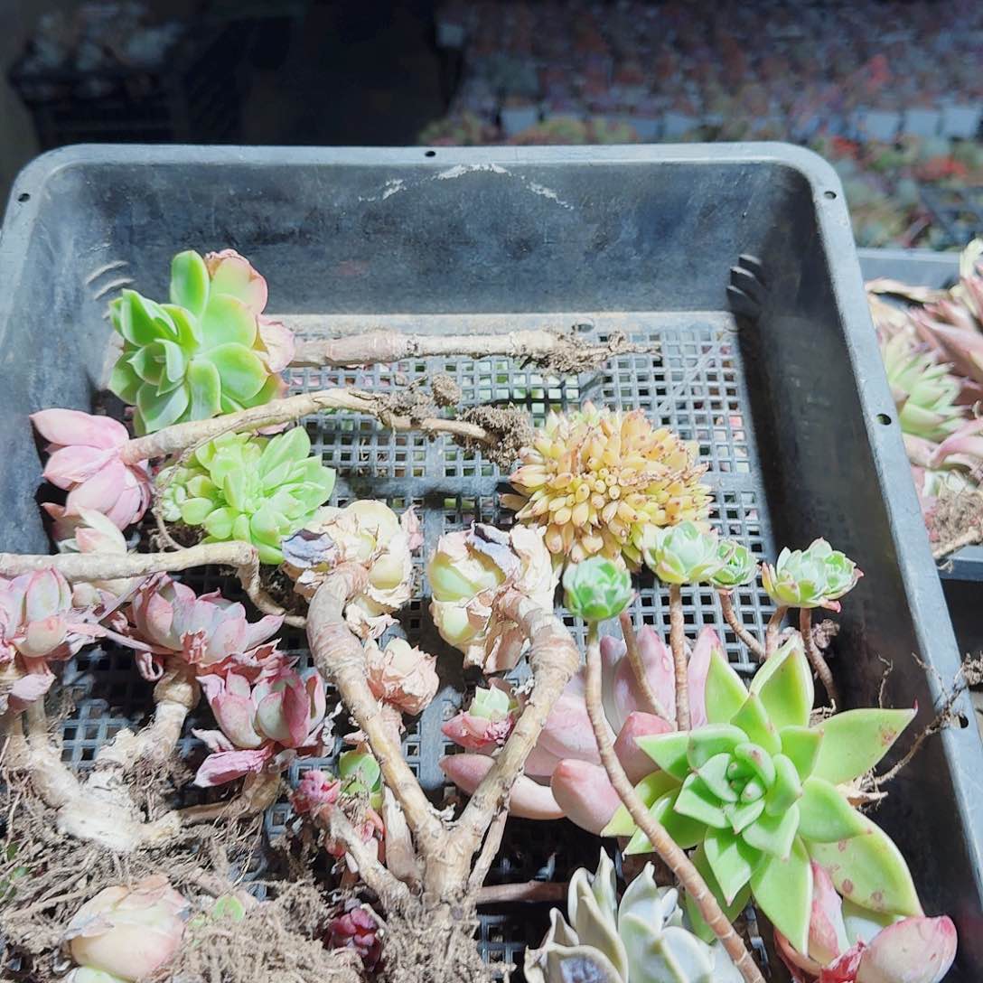 满20包邮零下拍保温箱77号筐无售后