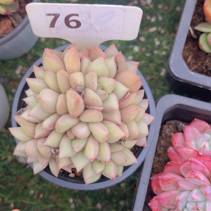 健健康康平平安安