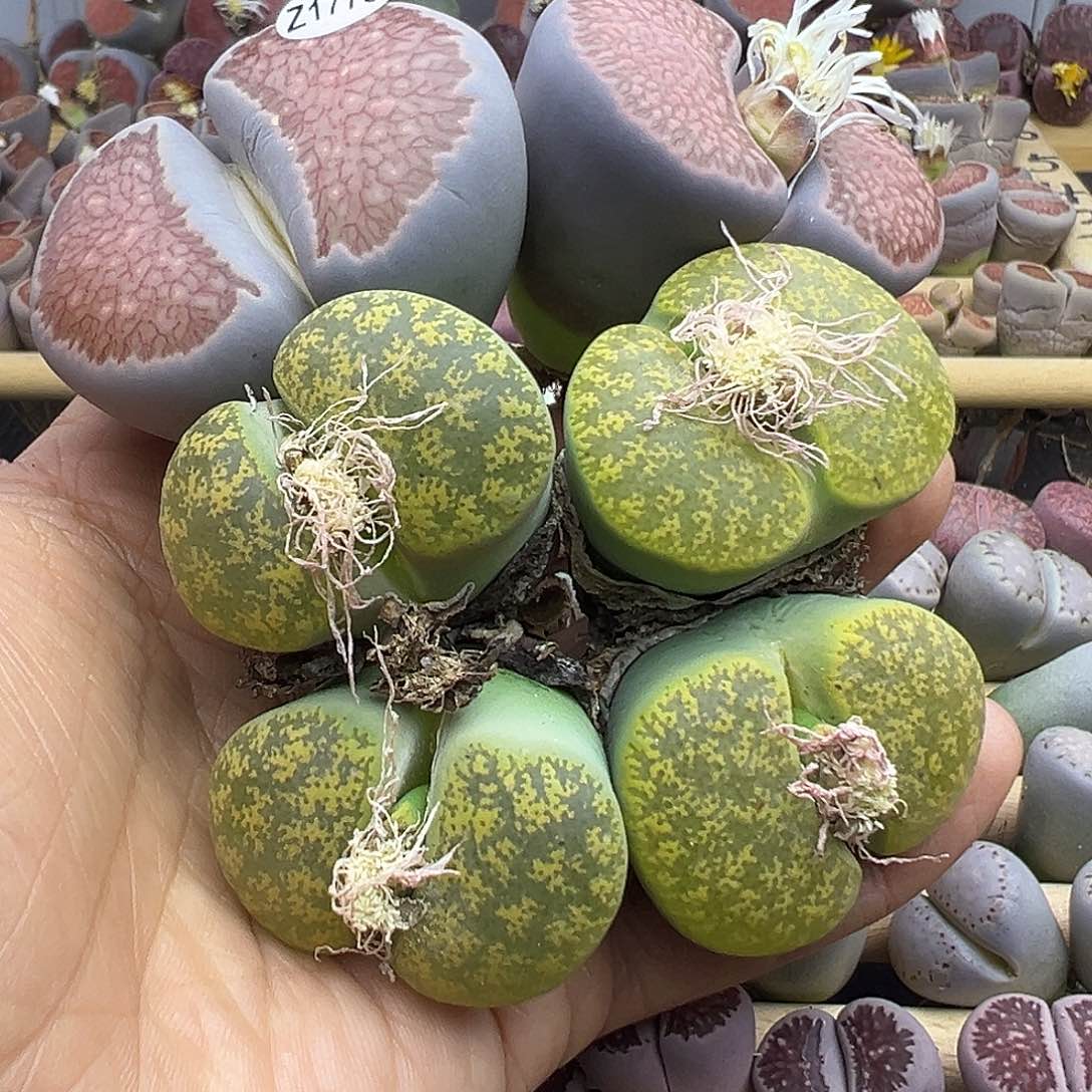 飞*1791下播生石花整点福利炸