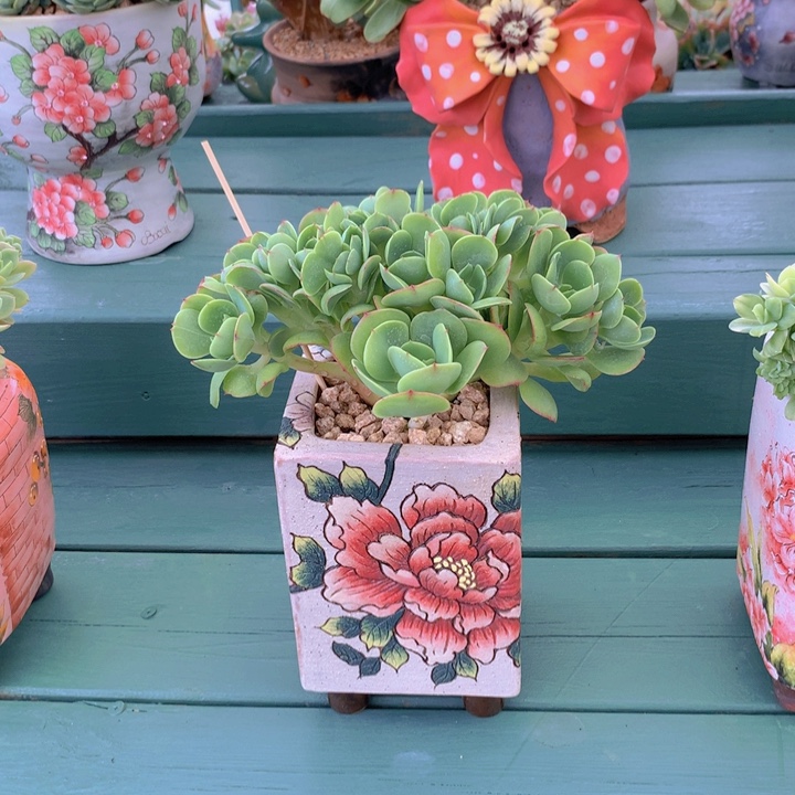 碧桃朵朵无砍自然群