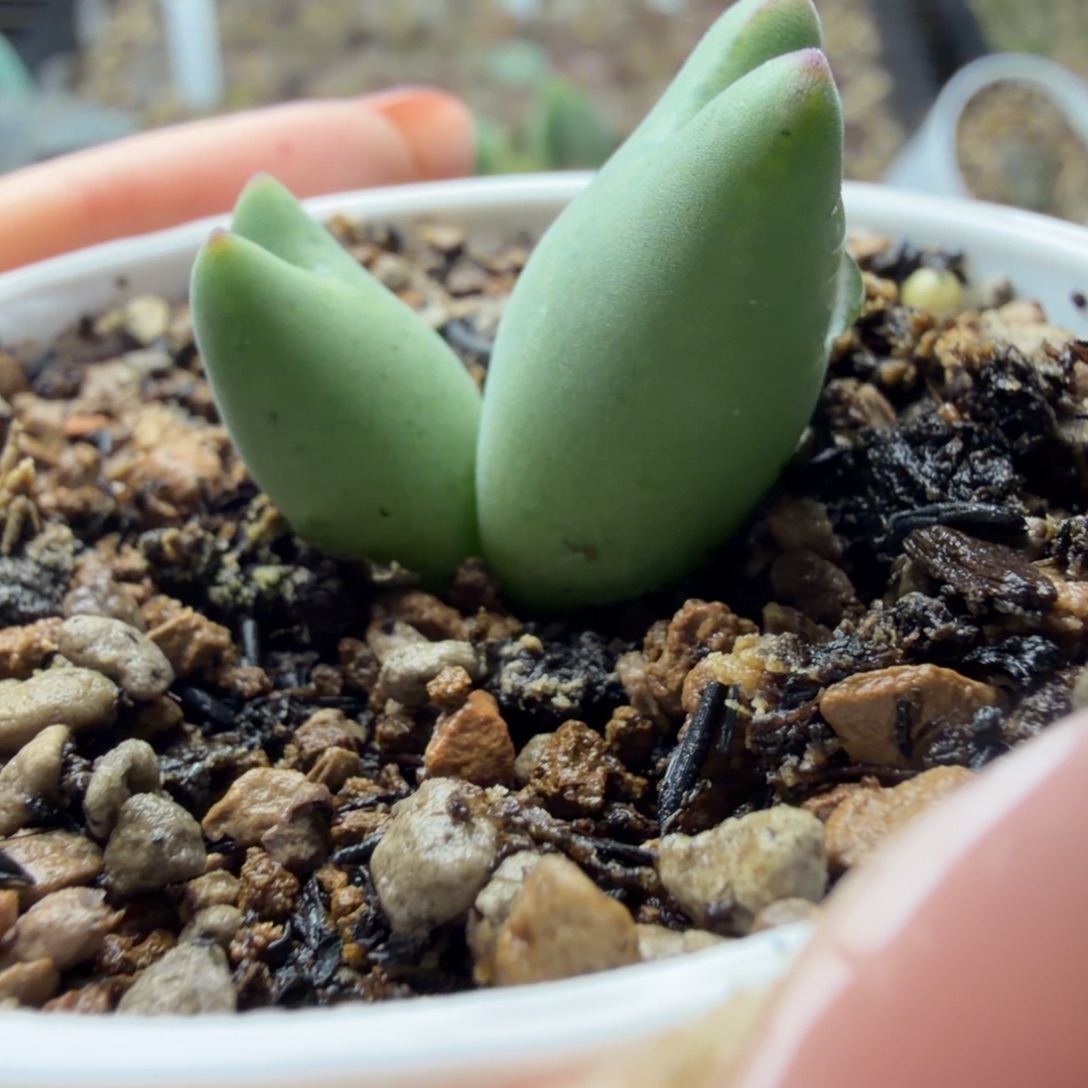 一颗小贵货将福利双头